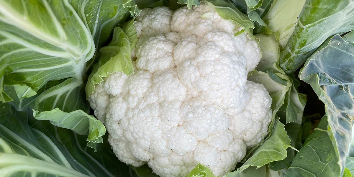 Ovindoli, da Seminis il cavolfiore che si coltiva anche a giugno